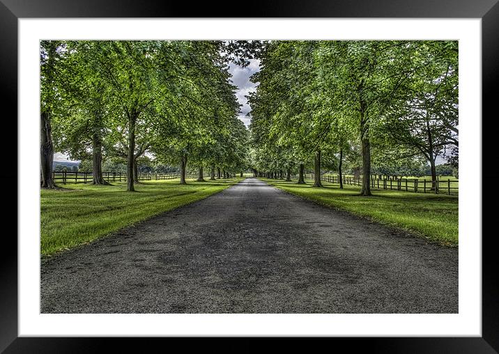 Tree Driveway Framed Mounted Print by Ian Mitchell