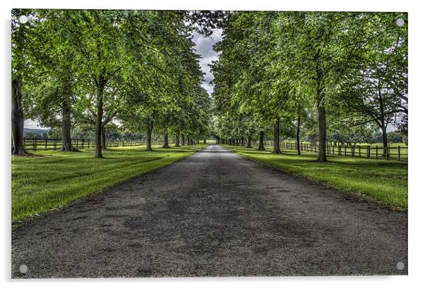 Tree Driveway Acrylic by Ian Mitchell