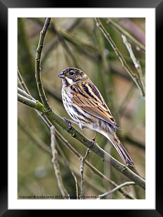 Reed Bunting Framed Mounted Print by Martin Kemp Wildlife