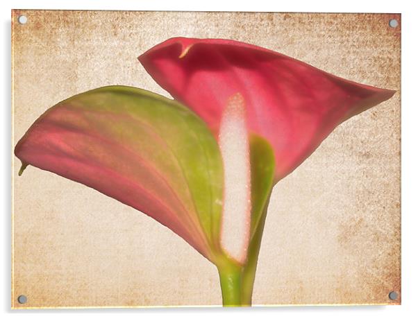 Softness of flower.. Acrylic by Nadeesha Jayamanne