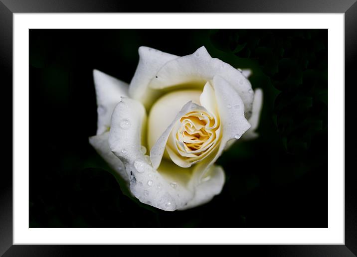 Purity Framed Mounted Print by Keith Campbell