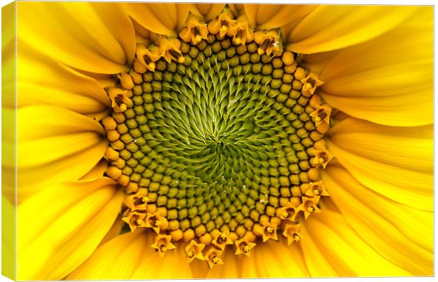 Sunny Sunflower Canvas Print by Keith Campbell