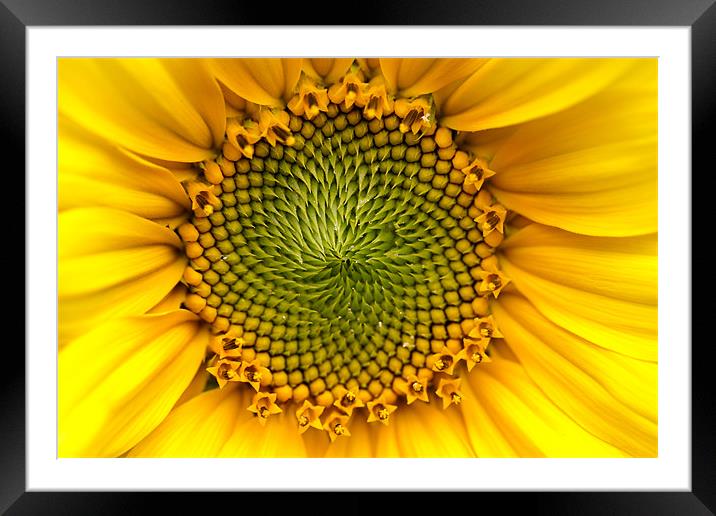 Sunny Sunflower Framed Mounted Print by Keith Campbell