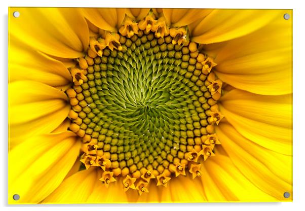 Sunny Sunflower Acrylic by Keith Campbell