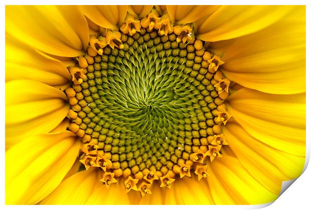 Sunny Sunflower Print by Keith Campbell