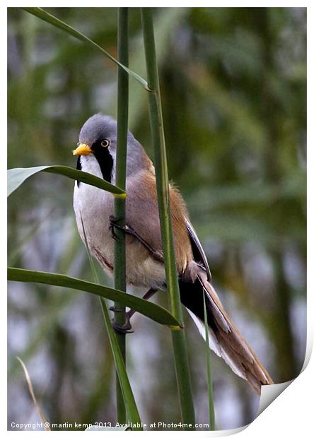 Bearded Tit Print by Martin Kemp Wildlife