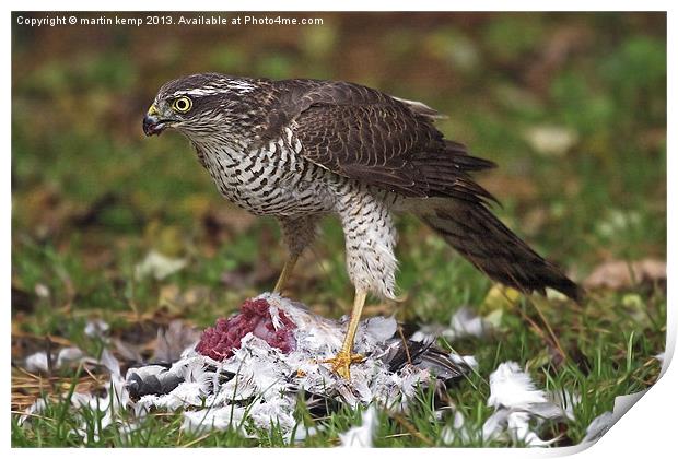 Sparrowhawk Print by Martin Kemp Wildlife