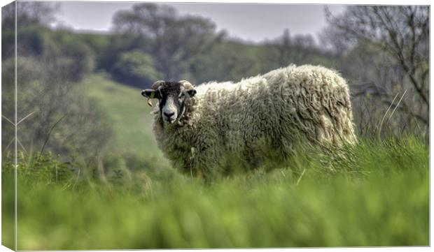 A Sheep on the Yorkshire Moors Canvas Print by Nigel Jones