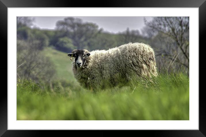 A Sheep on the Yorkshire Moors Framed Mounted Print by Nigel Jones