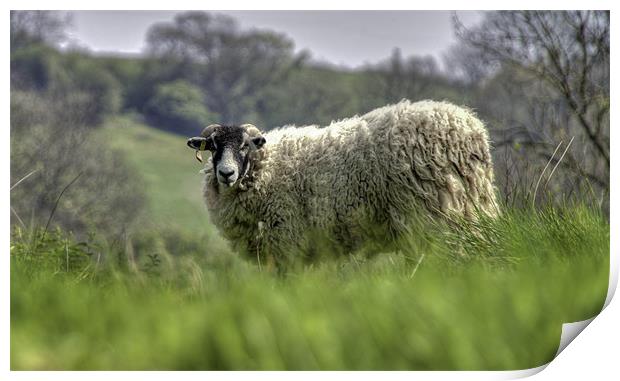 A Sheep on the Yorkshire Moors Print by Nigel Jones