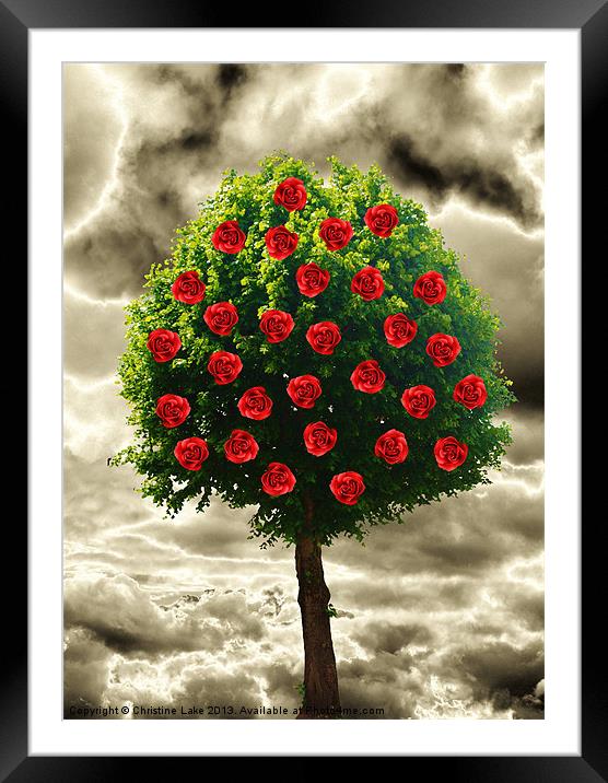 Lollipop Rosetree Framed Mounted Print by Christine Lake