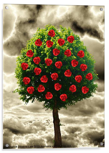 Lollipop Rosetree Acrylic by Christine Lake