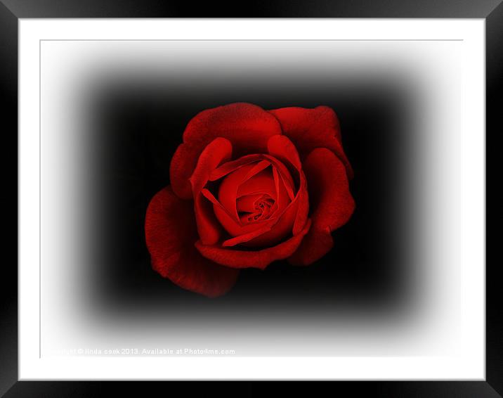 for my valentine.... Framed Mounted Print by linda cook