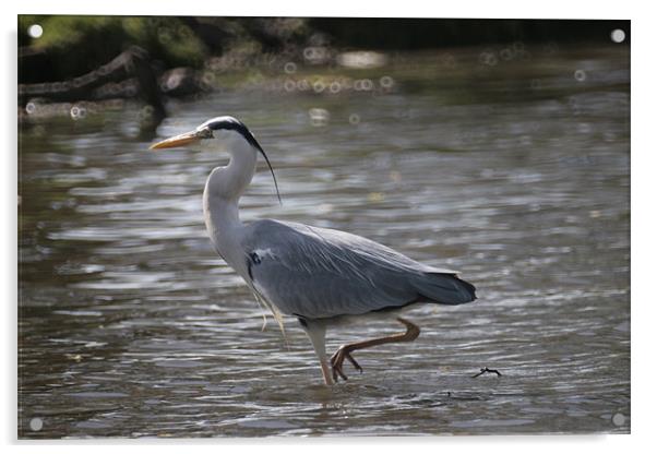 Grey Heron Acrylic by John Piper