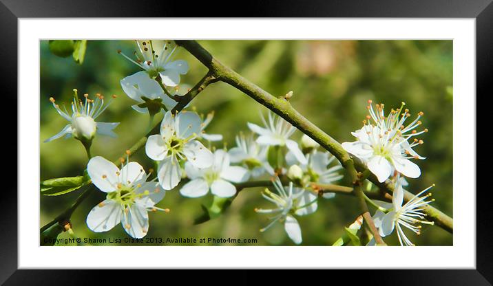 May Blossom Framed Mounted Print by Sharon Lisa Clarke
