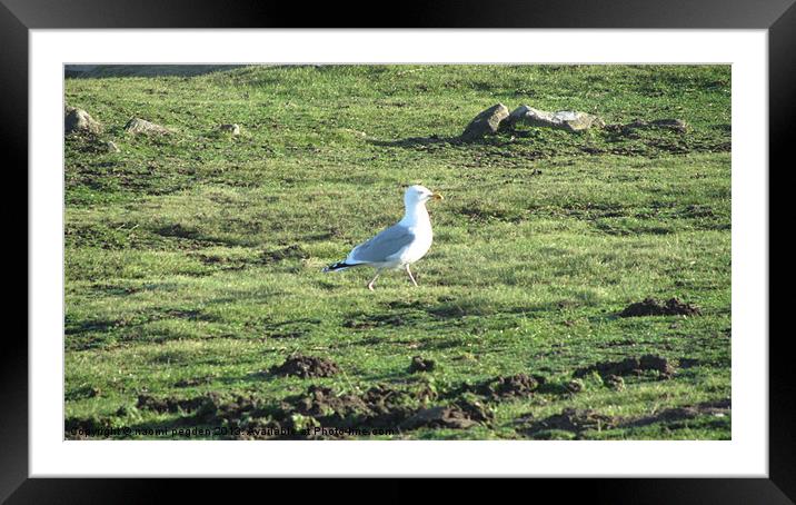 Bird On Patrol Framed Mounted Print by N C Photography