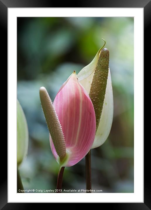pretty lilies Framed Mounted Print by Craig Lapsley