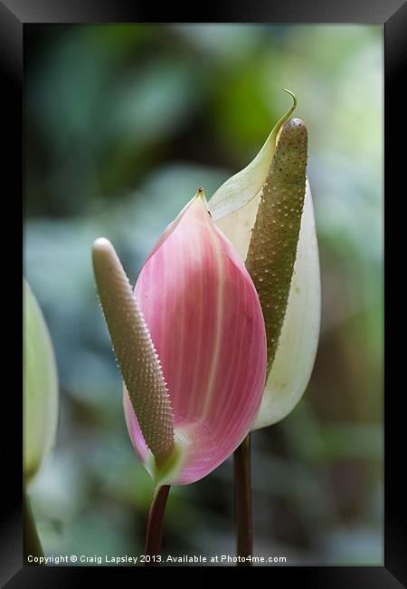 pretty lilies Framed Print by Craig Lapsley