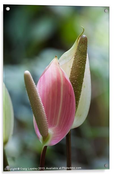 pretty lilies Acrylic by Craig Lapsley