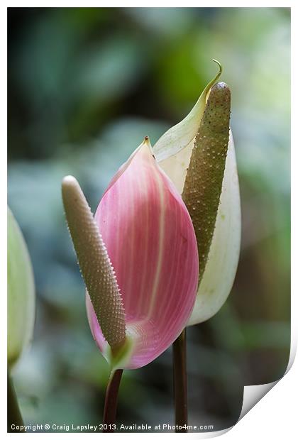 pretty lilies Print by Craig Lapsley