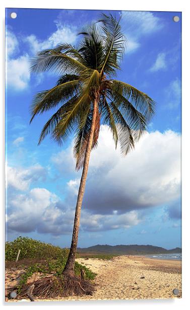 Palm Tree 2  Acrylic by james balzano, jr.
