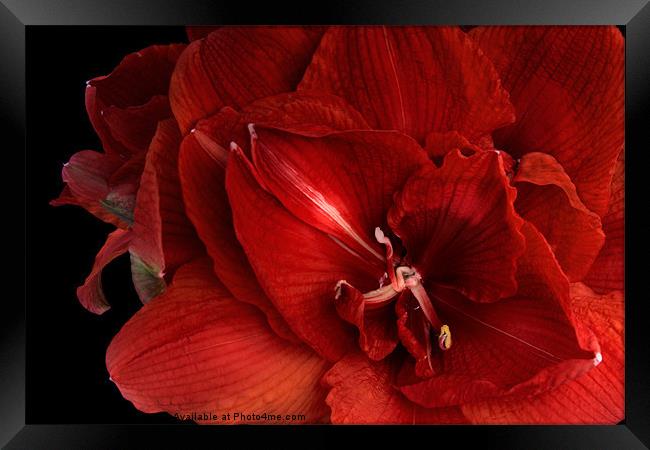 Red Amaryllis Framed Print by Ann Garrett