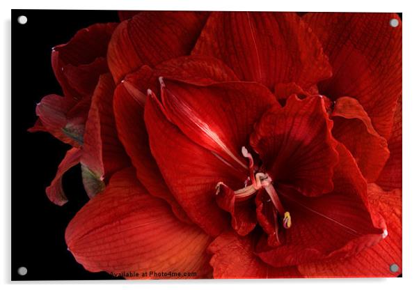 Red Amaryllis Acrylic by Ann Garrett