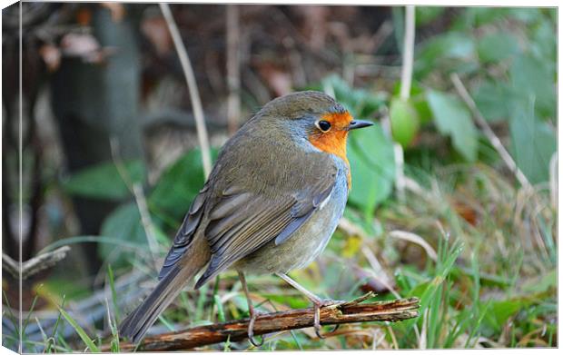 Robin resting on a twig Canvas Print by