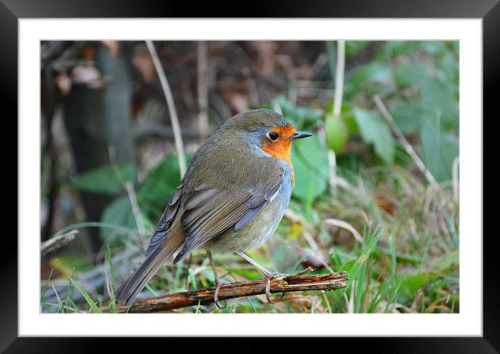 Robin resting on a twig Framed Mounted Print by