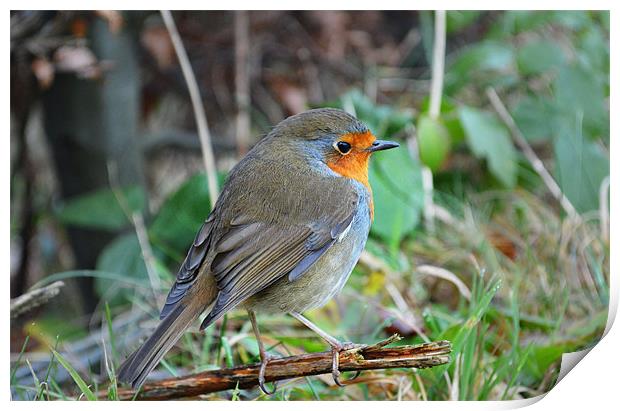 Robin resting on a twig Print by