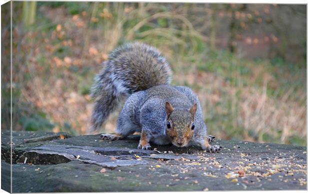 Squirrel having a well deserved munch. Canvas Print by
