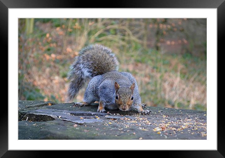 Squirrel having a well deserved munch. Framed Mounted Print by