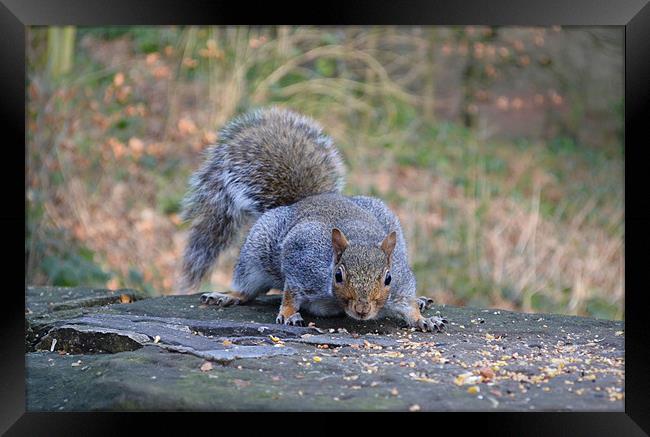 Squirrel having a well deserved munch. Framed Print by