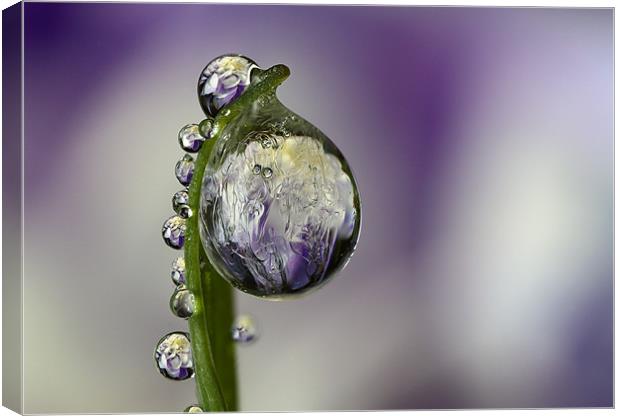 Frozen Flower Refraction  Canvas Print by alistair campbell