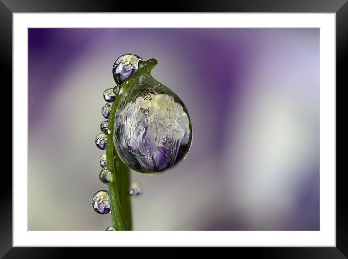 Frozen Flower Refraction  Framed Mounted Print by alistair campbell
