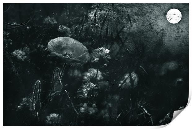 The Midnight Garden Print by Dawn Cox