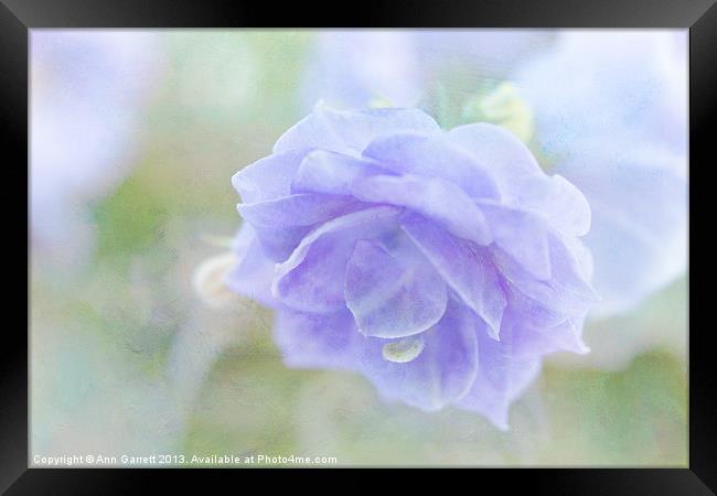 Pretty Campanula Framed Print by Ann Garrett