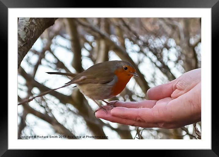 A brave Robin has some feed Framed Mounted Print by Richard Smith