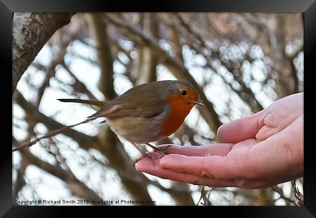 A brave Robin has some feed Framed Print by Richard Smith