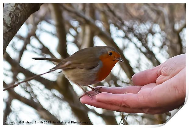 A brave Robin has some feed Print by Richard Smith