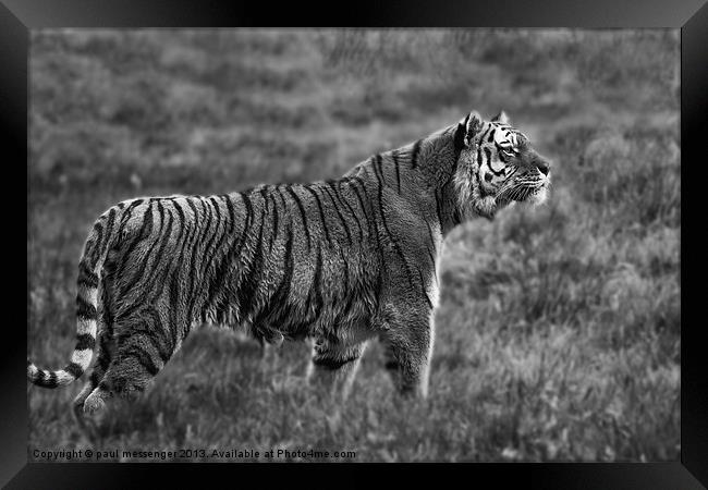 Amur Tiger Framed Print by Paul Messenger