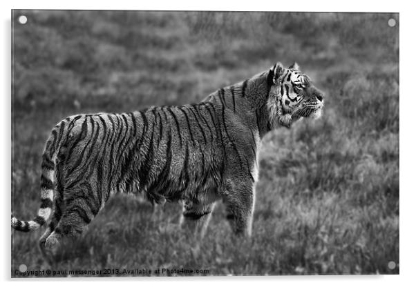 Amur Tiger Acrylic by Paul Messenger