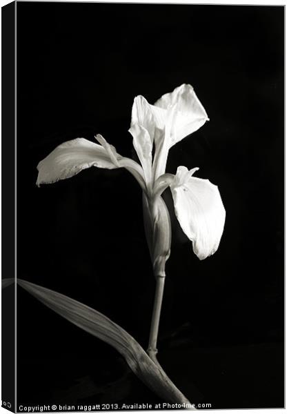Wild Orchid on Black Canvas Print by Brian  Raggatt