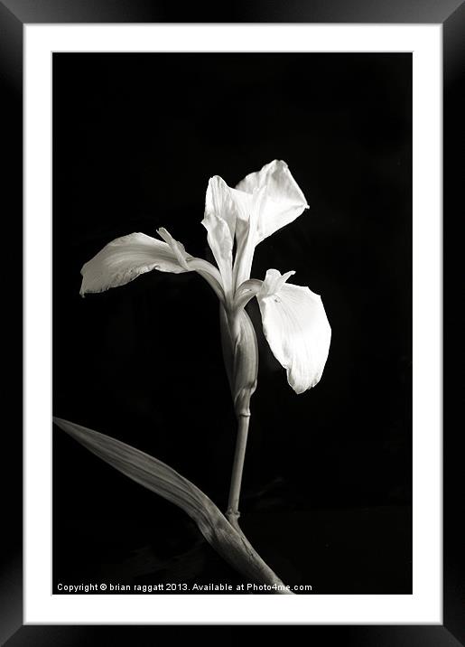 Wild Orchid on Black Framed Mounted Print by Brian  Raggatt