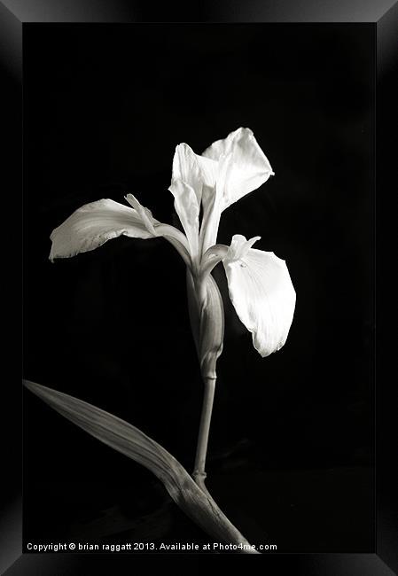 Wild Orchid on Black Framed Print by Brian  Raggatt