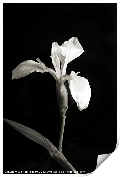 Wild Orchid on Black Print by Brian  Raggatt