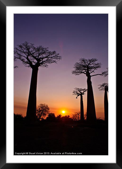 Madagascar Baobabs Framed Mounted Print by Stuart Vivian