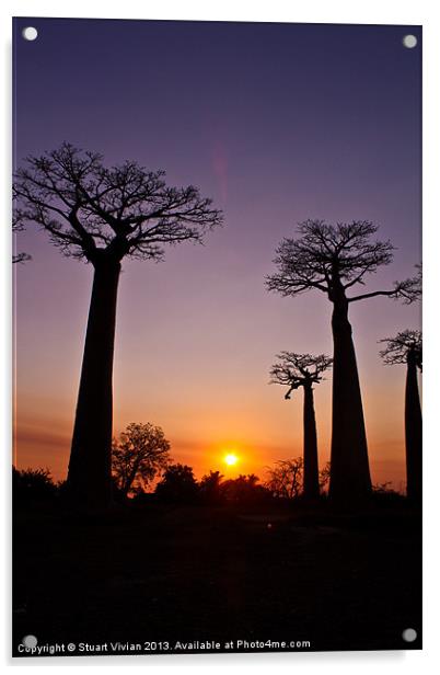 Madagascar Baobabs Acrylic by Stuart Vivian