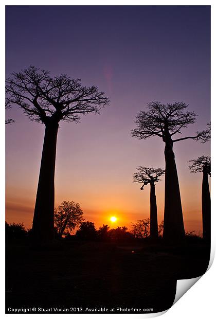 Madagascar Baobabs Print by Stuart Vivian