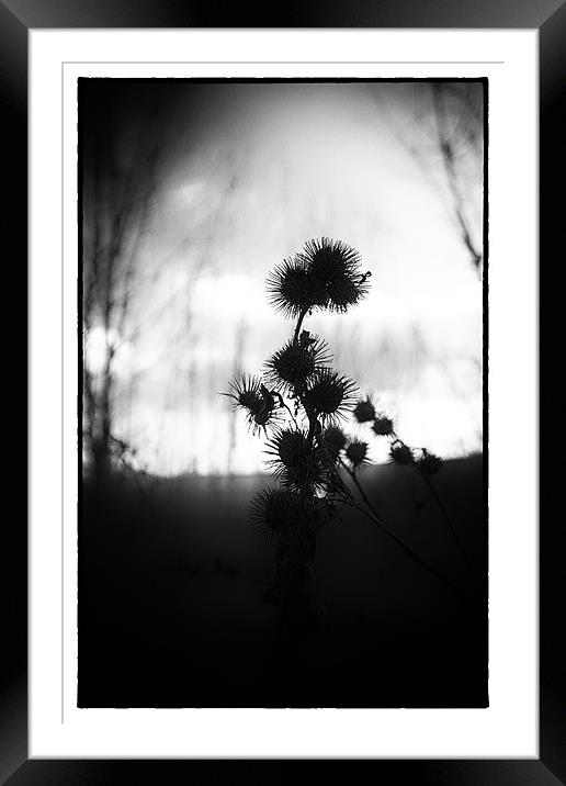 Spiky Silhouette Framed Mounted Print by Fraser Hetherington